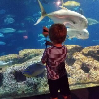 Wanted to feed his shark.